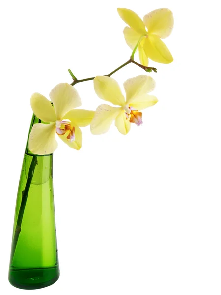 Żółta Orchidea Zielone Szkło Wazon Białym Tle Ścieżka Przycinająca — Zdjęcie stockowe