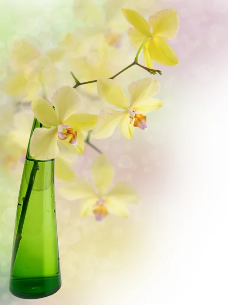 绿色玻璃瓶中的黄色兰花覆盖着五彩斑斓的背景 — 图库照片