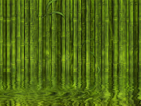 Foresta di bambù — Foto Stock