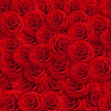 Fresh red roses backgroud with water drops clipart