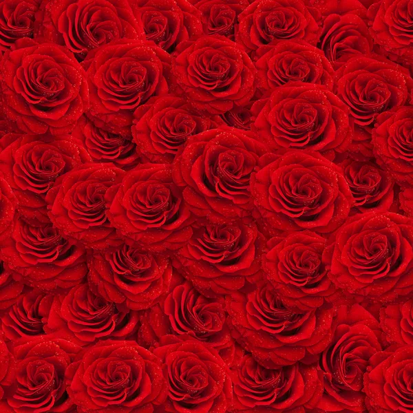 Backgroud Roses Rouges Fraîches Avec Gouttes Eau — Photo