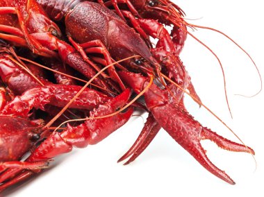 beyaz zemin üzerine kırmızı haşlanmış crawfishes