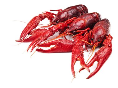 beyaz zemin üzerine kırmızı haşlanmış crawfishes