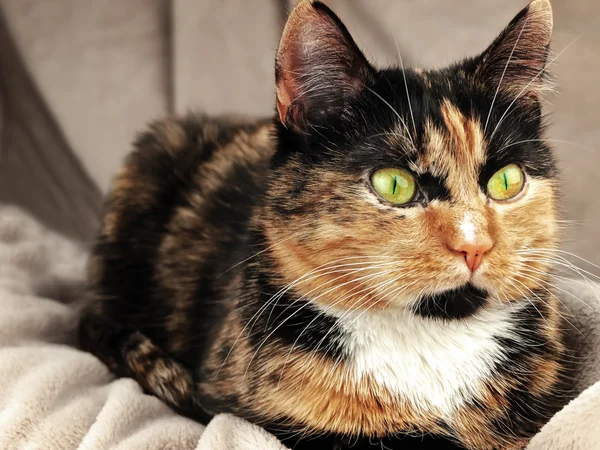 초록 눈을 가진 고양이 — 스톡 사진