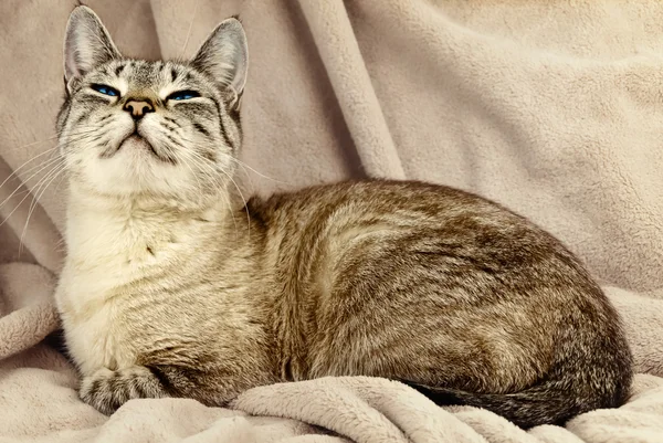 Gato sobre beige —  Fotos de Stock