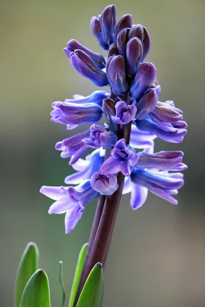Purple Hyacinth — Stock Photo, Image