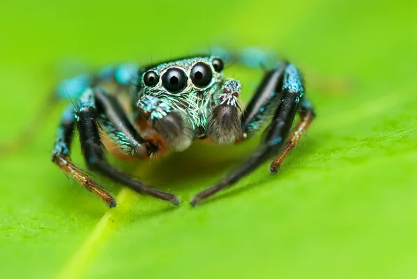 stock image Jumping Spider