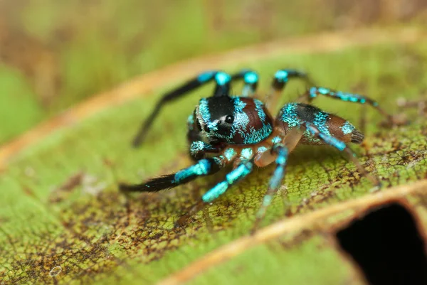 Jumping Spider Stock Image