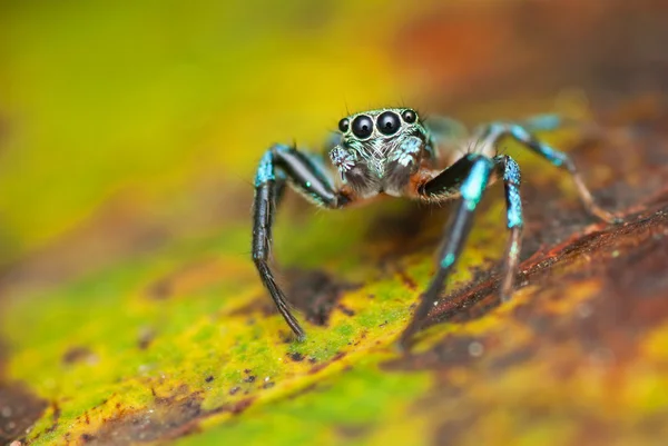 Örümcek atlama Telifsiz Stok Fotoğraflar