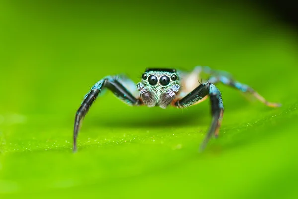 Jumping Spider Royalty Free Stock Images