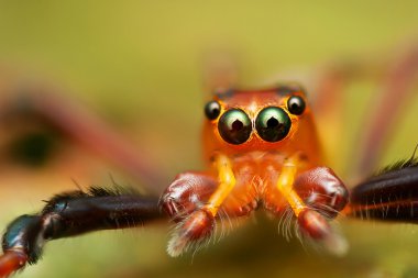 Jumping Spider clipart