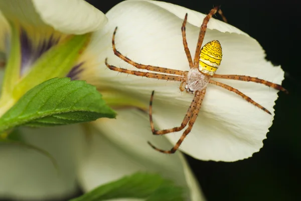 Argiope aemula (세인트 앤드류의 크로스 거미) — 스톡 사진