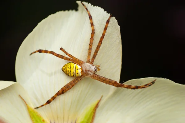 Argiope aemula (St. Andrew 's Cross Spider ) — Fotografia de Stock
