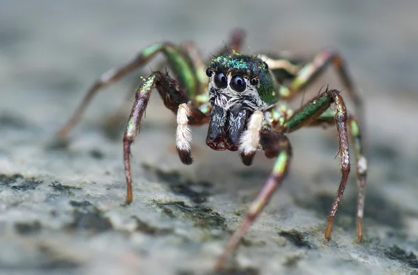 Örümcek atlama Telifsiz Stok Fotoğraflar