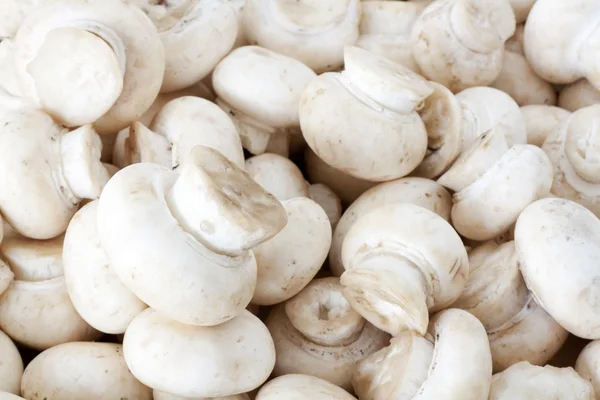 stock image Champignons