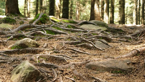 根の木 — ストック写真