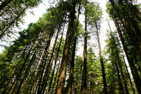 stock image Green wood