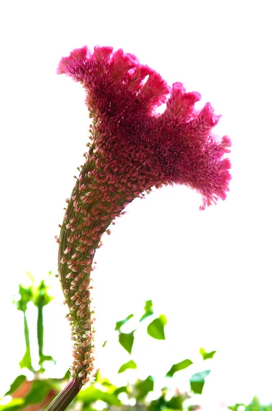 Beautiful cactus flower — Stock Photo, Image