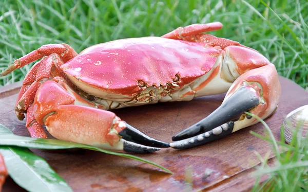 Crabe bouilli rouge — Photo