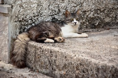 Kedi sokakta yatıyor.