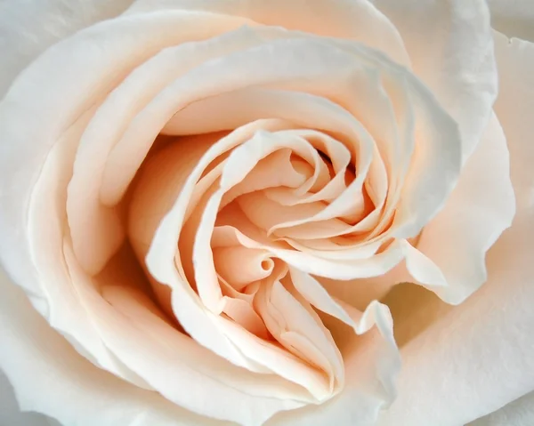 stock image White rose, closeup