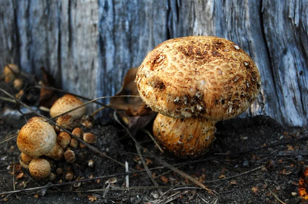 Ядовитые грибы — стоковое фото