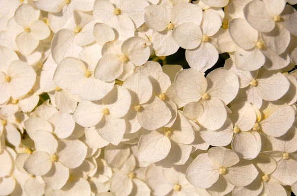 Λευκό Ορτανσία — Φωτογραφία Αρχείου