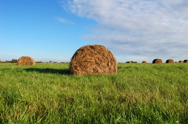 Pile di paglia — Foto Stock