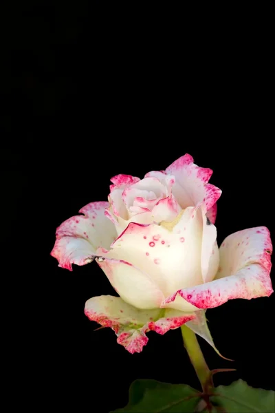 Róża na czarnym tle — Zdjęcie stockowe