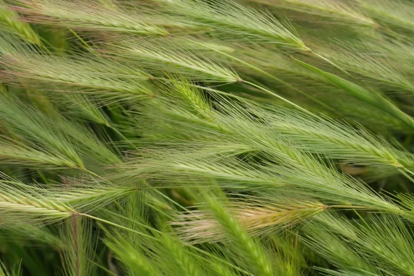 stock image Hare Barley Background