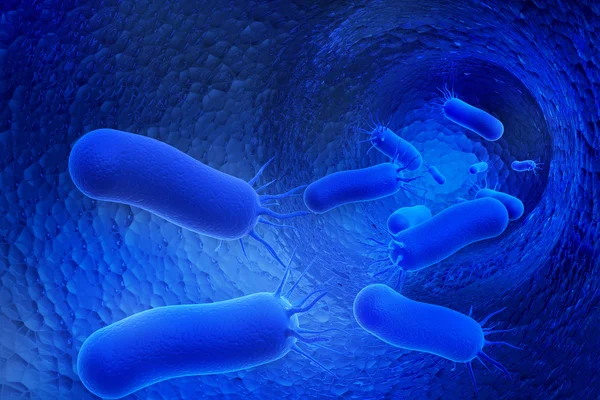 Bactéries — Photo