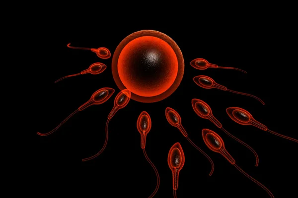 Sperm Cells Trying Reach Human Ovum — Stock Photo, Image