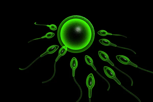 Plemniki Stara Się Dotrzeć Ludzkich Komórek Jajowych — Zdjęcie stockowe