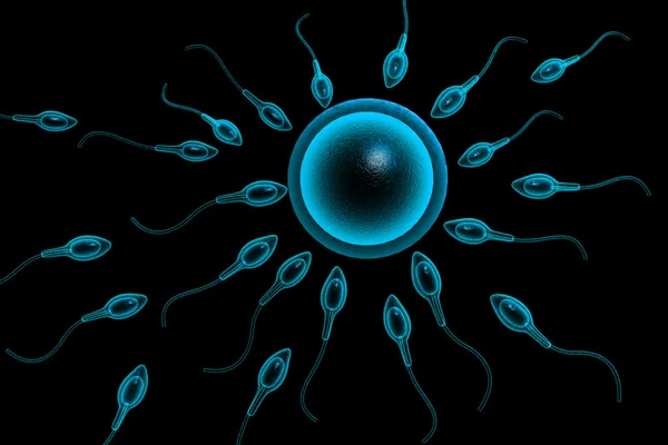 Spermien Versuchen Eine Menschliche Eizelle Erreichen — Stockfoto