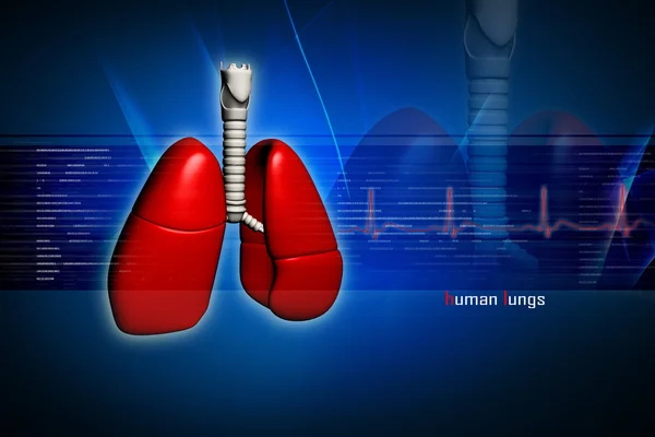 Menschliche Lungen Digitalen Design — Stockfoto