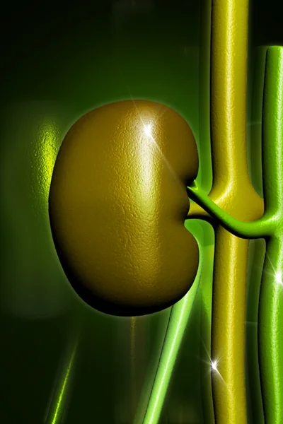 Mannelijke urine-systeem — Stockfoto