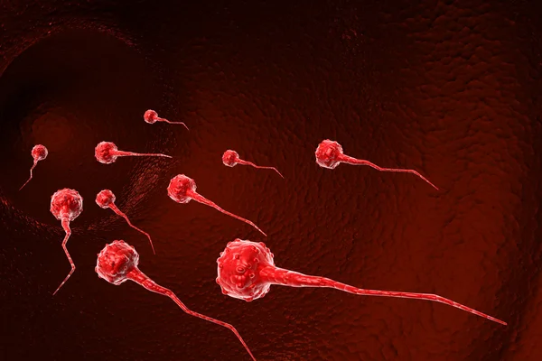 Cellules spermatiques — Photo