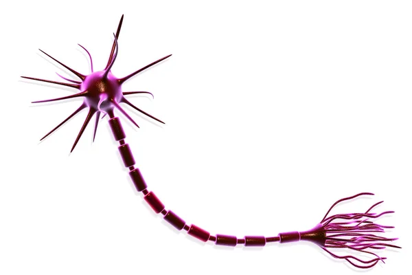 Нейрон клітинки — стокове фото