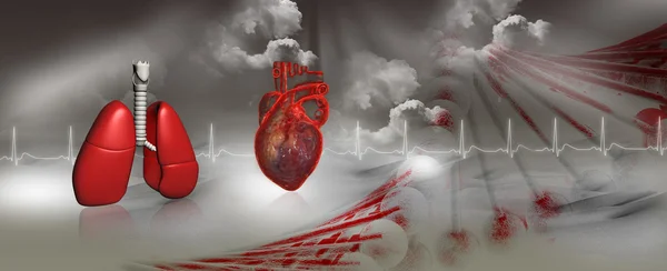 Coração Pulmões Humanos — Fotografia de Stock
