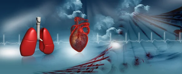 Людське Серце Легені — стокове фото