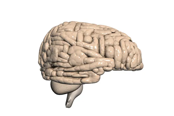 3D mózgu — Zdjęcie stockowe
