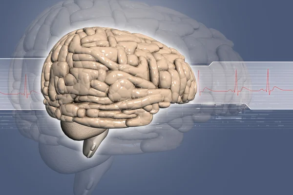 3D beyin — Stok fotoğraf