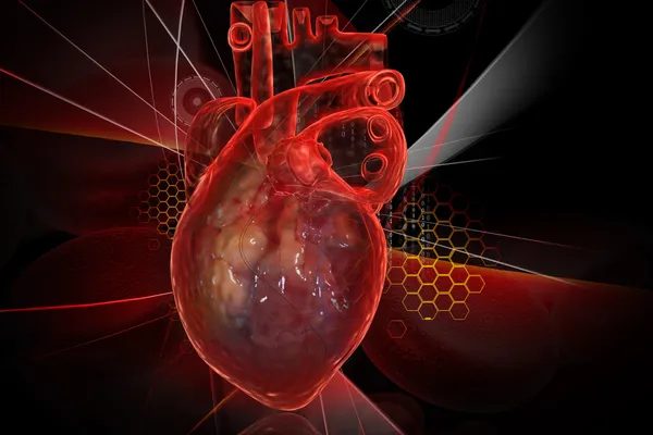 Mänskliga hjärtat med EKG — Stockfoto
