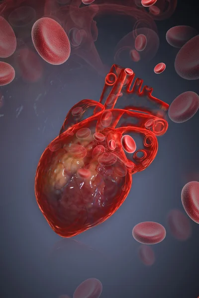 Human heart with ECG — Stock Photo, Image