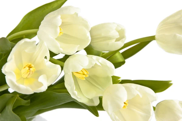 Gyönyörű tulipáncsokor — Stock Fotó