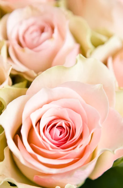 Piękne róże na biały — Zdjęcie stockowe