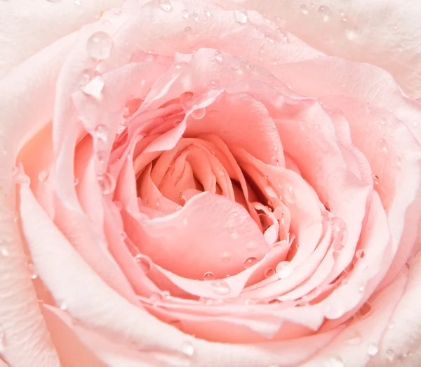 Różowa róża, zbliżenie — Zdjęcie stockowe