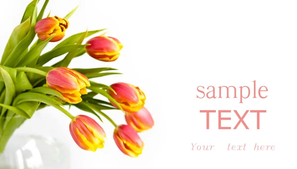 Beautiful bouquet of tulips, small DPOF — Stock Photo, Image
