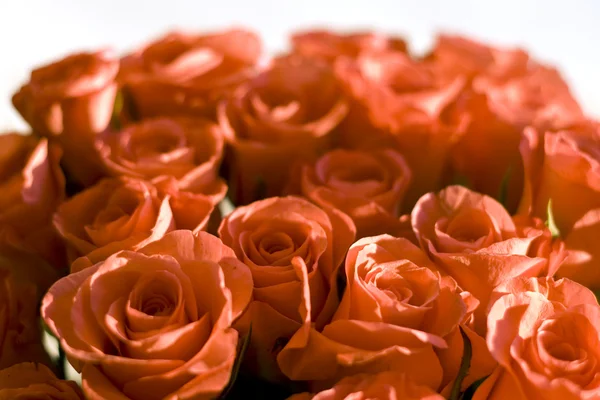 Schöne Rosen Hintergrund — Stockfoto