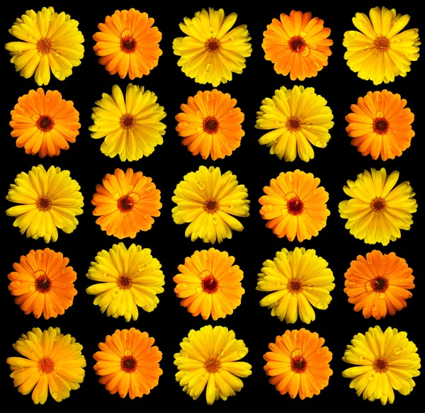 Gerber Daisy em Preto — Fotografia de Stock